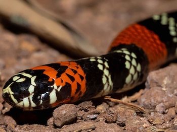 Primer plano de una serpiente con bandas rojas, negras y crema pálido, mostrando su cabeza y parte del cuerpo sobre tierra rocosa