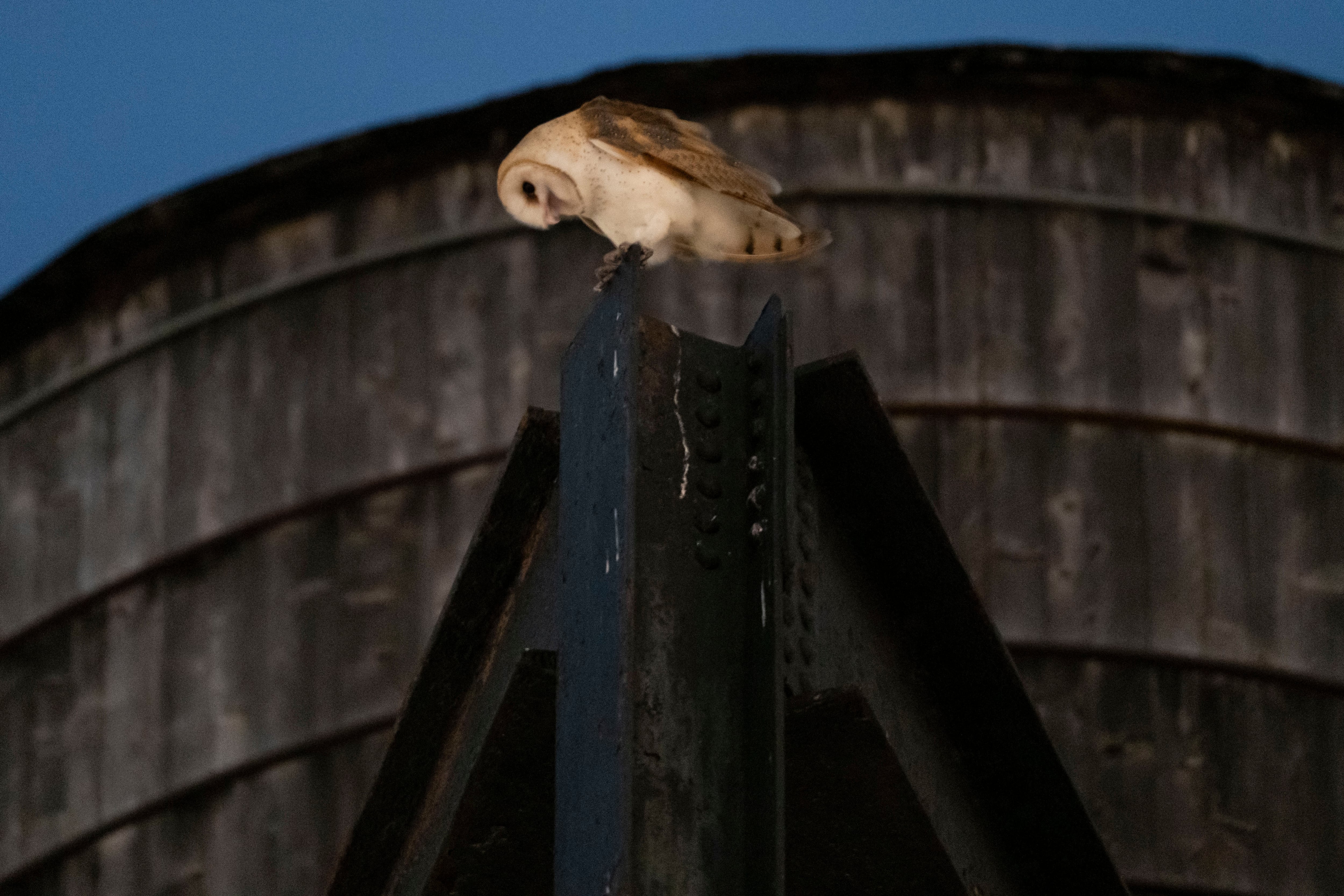 Especialistas y observadores confirmaron que este caso representa el primer registro documentado de reproducción de la especie en la historia moderna del distrito (AP Photo/Yuki Iwamura).