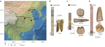 La interacción entre Homo erectus y denisovanos dejó huellas en el ADN actual del sudeste asiático y Oceanía (IVPP)