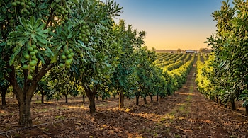 Árboles cargados con ramilletes de nueces de macadamia verdes alineados en hileras sobre un terreno agrícola al atardecer.