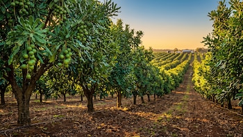 Los murciélagos, aliados clave de las nueces de macadamia ante las plagas en Sudáfrica
