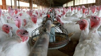 Hasta ahora los casos de