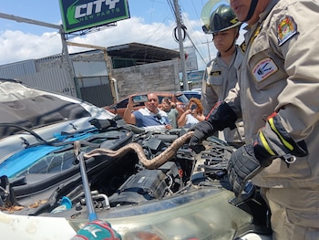 Las altas temperaturas en Tegucigalpa favorecen la presencia de reptiles en zonas urbanas. (FOTO: La Tribuna)
