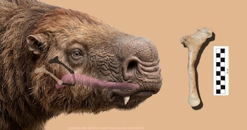 Hallan el primer hueso ‘hioides’ de un perezoso gigante en Argentina - Museo paleontológico de San Pedro