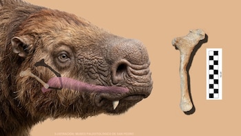 Descubren en San Pedro el primer hueso de un perezoso gigante de hace 200 mil años