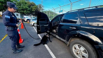 El Salvador: Caninos entrenados y operativos en comercios facilitan capturas por tráfico de drogas