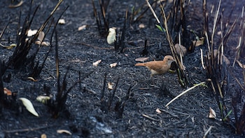 El cambio climático inducido por