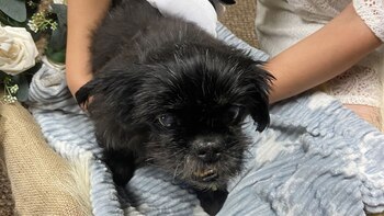 El perro de pelaje oscuro