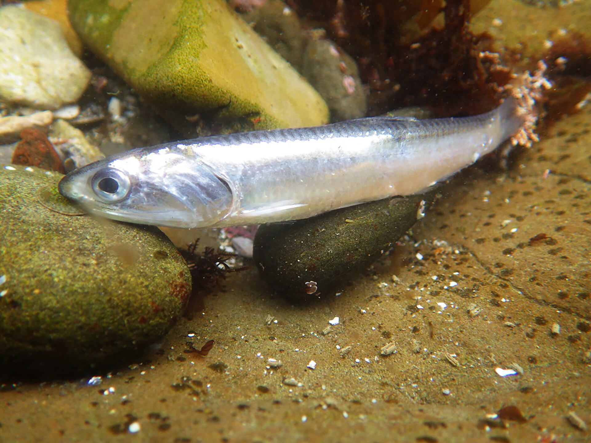 La anchoa de California o anchoa del norte es un pescado azul que se encuentra en el océano Pacífico (ArgentiNat)