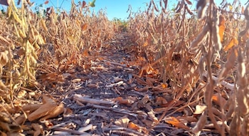 La soja sufre una combinación