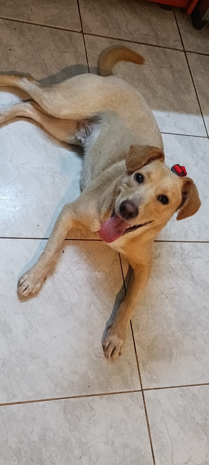 La vecina adoptó al perro de forma transitoria y afirmó que el cachorro está bien de salud, convive con otros animales y es de tamaño mediano