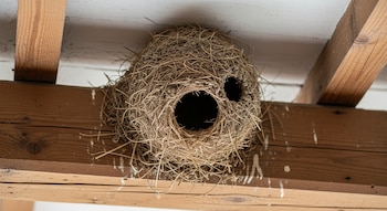 Expertos de Aves Argentinas recomiendan