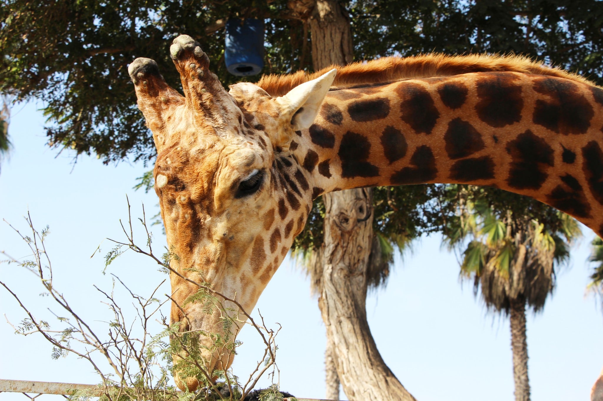 Este zoológico del Parque de las Leyendas reúne diversas especies que muestran la riqueza y diversidad de la fauna del Perú. (Crédito: Parque de las Leyendas)
