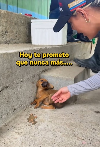 Leidy Guerra compartió la promesa que hizo a una cachorra rescatada en Chocó: cambiar su miedo por amor - crédito @lamonadelosanimales/tiktok