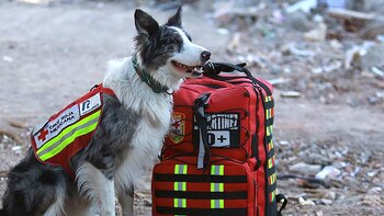 Balam, un perro rescatista de
