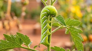 Oruga verde de franjas blancas sobre el tallo de una planta de tomate en un fondo desenfocado.
