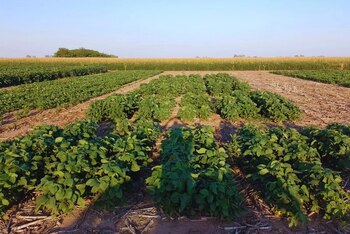 En el vasto universo de