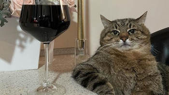 Esto es lo que siente tu gato cuando te vas de casa, según la ciencia