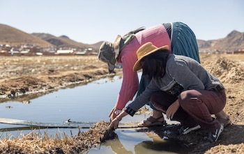 La milpa maya se consolida como ejemplo de agricultura sostenible en Centroamérica y México, protegiendo la biodiversidad y la fertilidad del suelo ante el cambio climático. (Foto: Iniciativa Ecuatorial del PNUD / WTYSL)