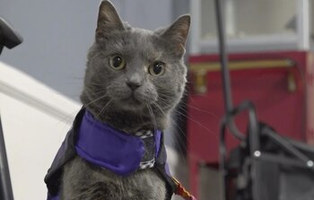 Lola-Pearl forma es uno de