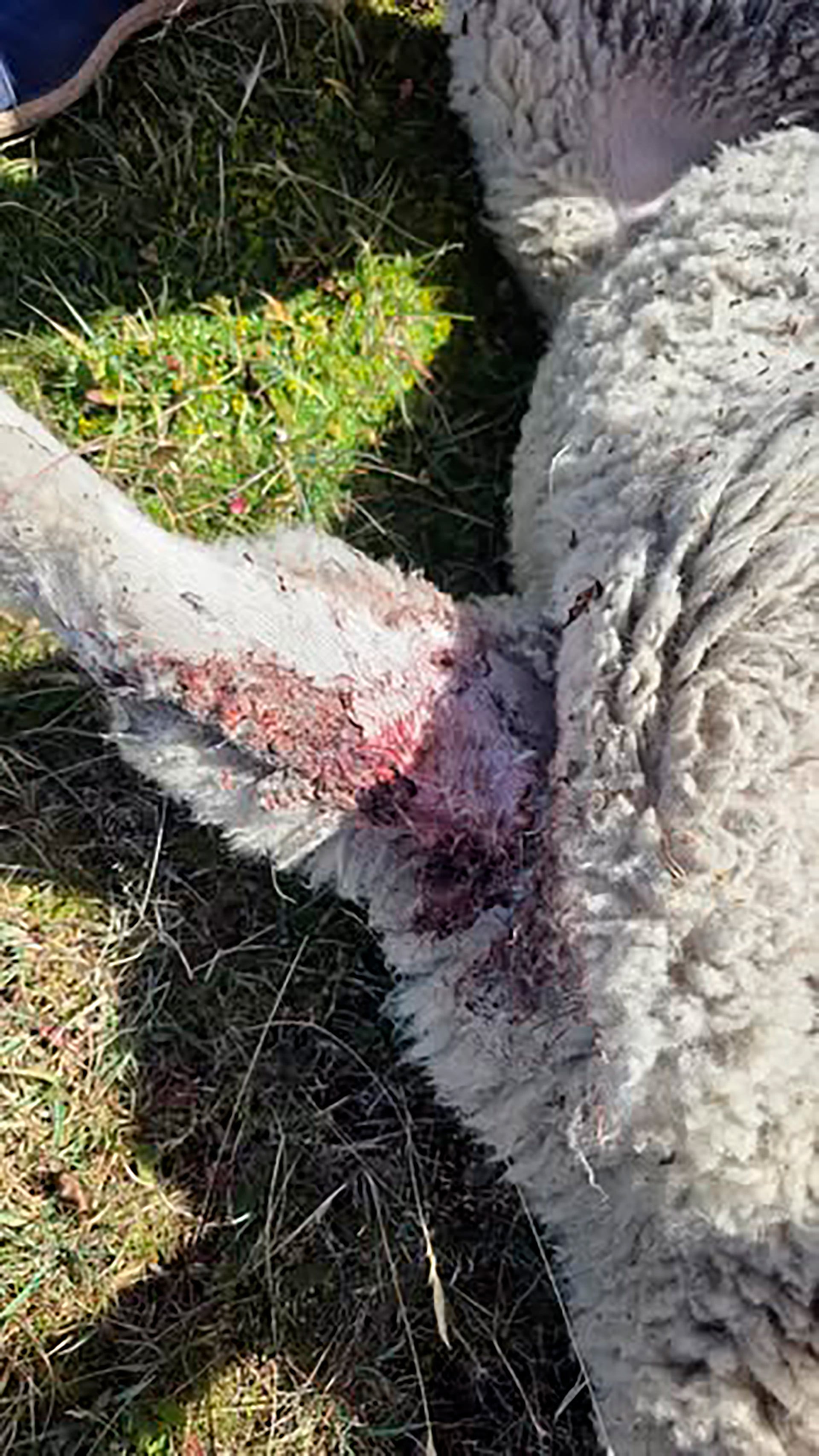 Las imágenes de las heridas sufridas por los animales de la escuela agrotécnica (Facebook)