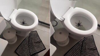 "La araña más chica de
