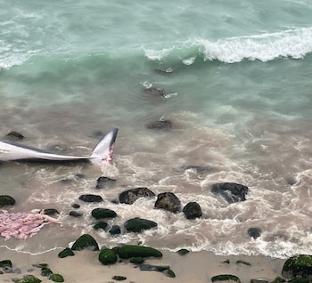 Ballena fin o de aleta
