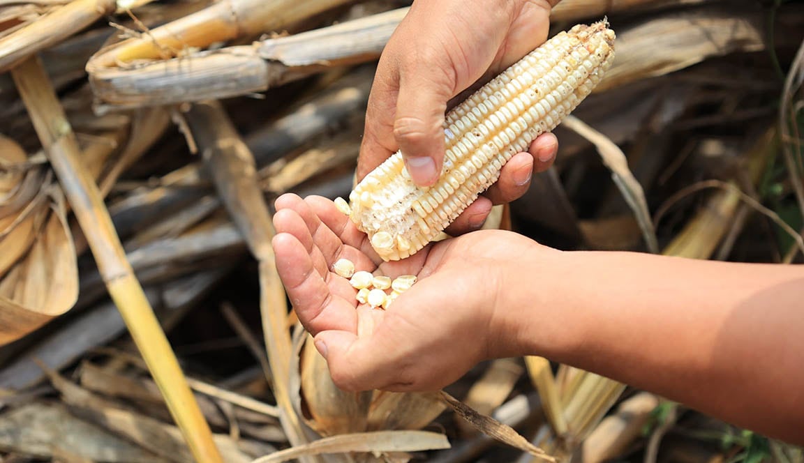 Guatemala registró una cosecha favorable de maíz comercial en Petén y la Franja Transversal del Norte pese al clima adverso. (Gobierno de Guatemala)