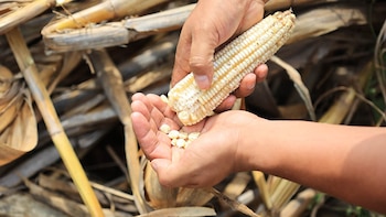 Una cosecha favorable en el norte de Guatemala contiene la crisis alimentaria, pero no despeja la amenaza climática de 2027