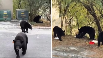 Un grupo de cuatro ejemplares