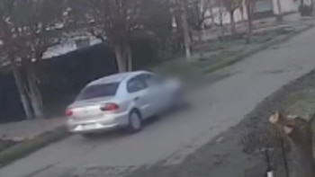 Video: un remisero atropelló a un perro en La Plata, escapó y ahora buscan identificarlo