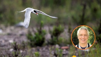 Borja Milá, experto biólogo, advierte de que muchos pájaros no sobrevivirán al cambio climático