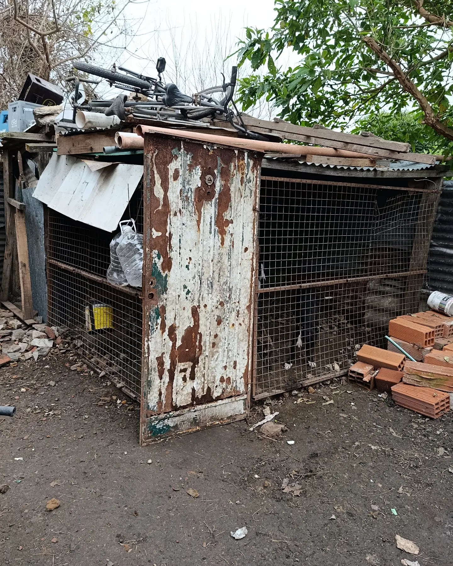 El propietario entregó voluntariamente a los cinco perros, aunque negó que existiera maltrato animal