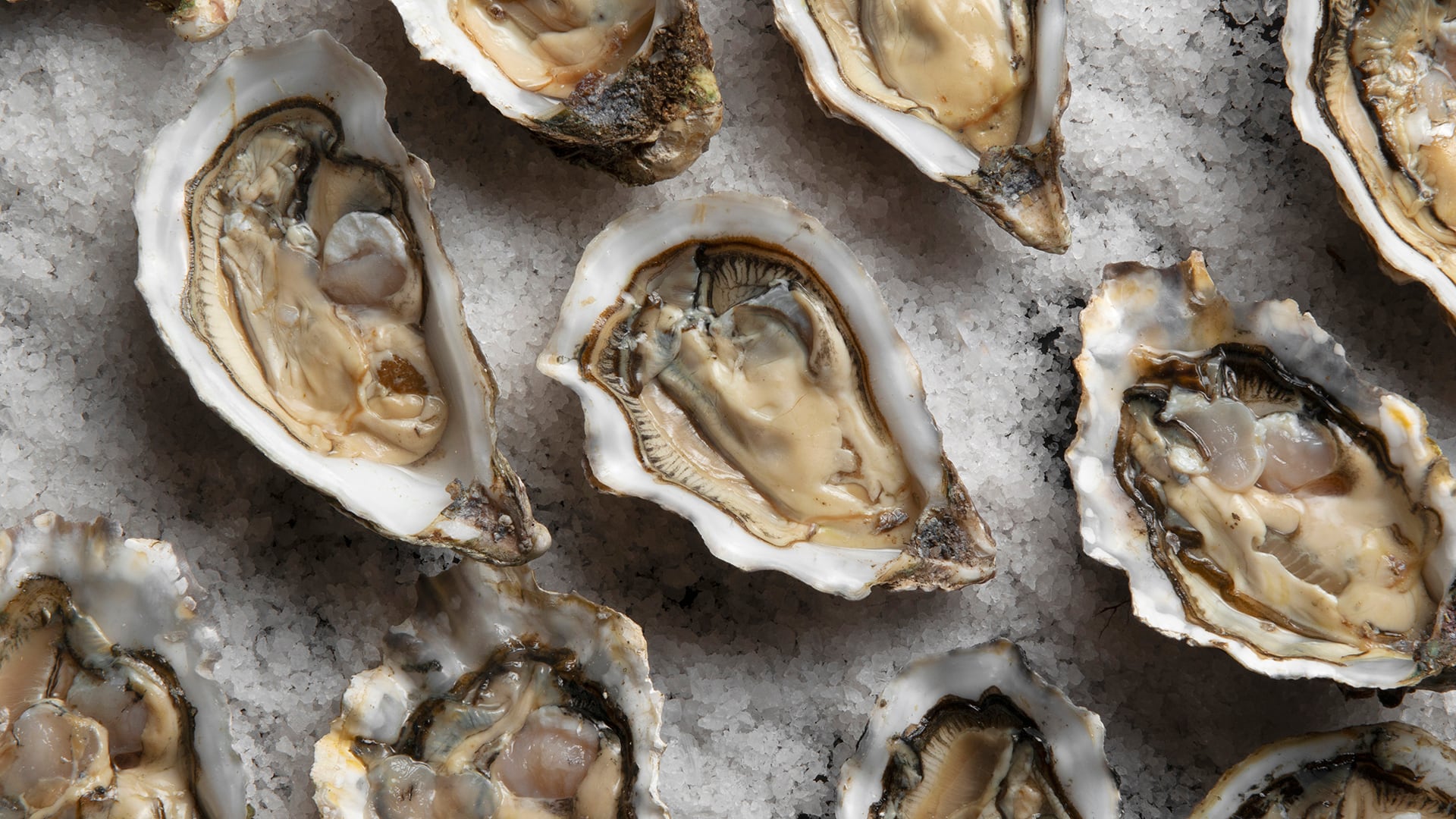 Contrario a la creencia popular, los granos de arena no provocan la creación de perlas en las ostras (Freepik)