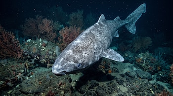 Un tiburón boreal de piel gris y blanca nada sobre rocas y corales en un entorno marino oscuro.