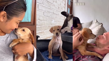 La impresionante recuperación de una cachorra que estaba desnutrida y caminaba con sus patas dobladas (Instagram LittleStepsMatter)