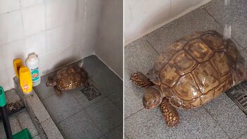 El video de Lola acumula