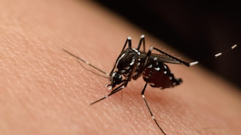 Costa Rica registra cuarto caso de chikungunya en 2026 y refuerza vigilancia tras años sin circulación