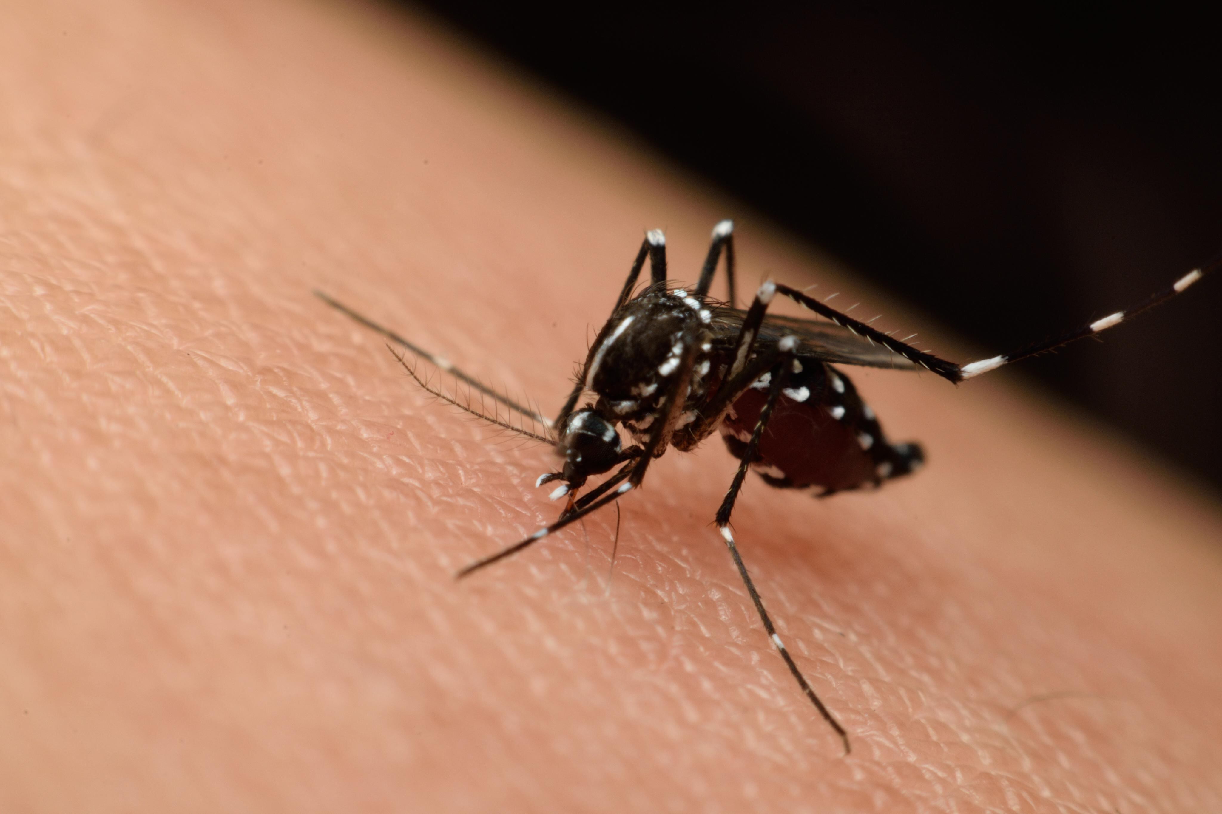 Autoridades sanitarias sospechan que el caso en Guanacaste es importado, pues el paciente ingresó al país durante el periodo de incubación del virus. (Cortesía: MedlinePlus)