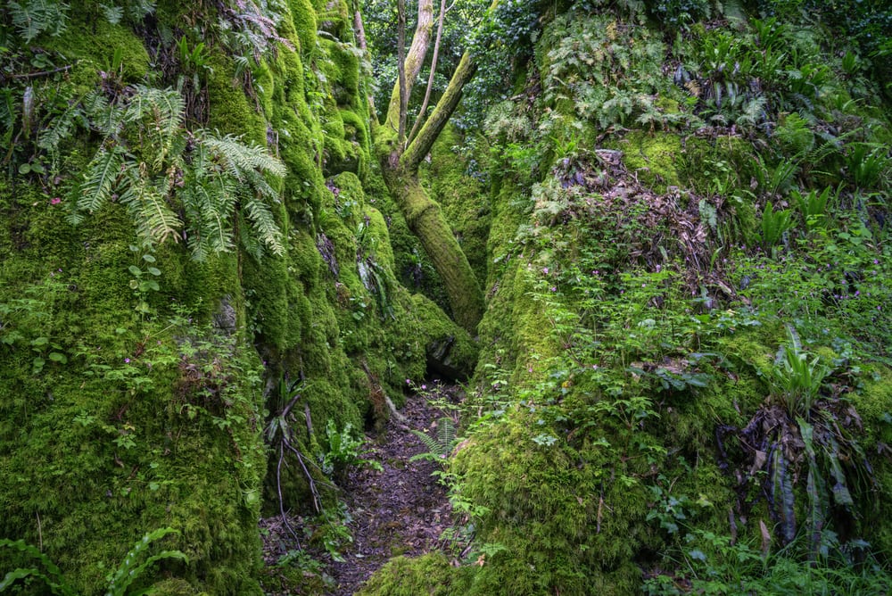 Una doctora en filosofía revela que el tiempo en la naturaleza tiene beneficios en la salud mental, neuronal e inmunología