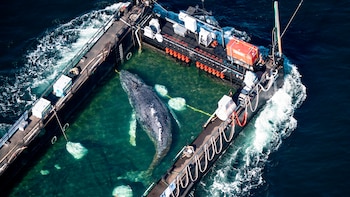 La ballena Timmy ya viaja hacia el mar del Norte tras un mes varada en Alemania: el rescate millonario ha sido financiado por dos empresarios