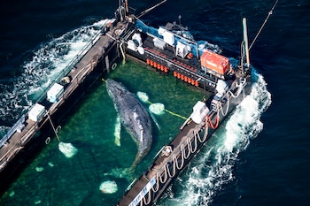 La ballena jorobada que fue rescatada de aguas poco profundas en Wismar es trasladada hacia el mar del Norte en una barcaza inundada, el miércoles 29 de abril de 2026, en Fehmarn, Alemania, cerca de los límites con Dinamarca. (Philip Dulian/AP)