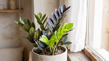 Planta en maceta de cerámica con brotes verde lima y hojas púrpura oscuro situada sobre un alféizar de madera junto a una ventana con cortina.