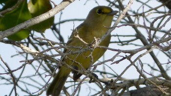 Vireo crassirostris. Foto: Wikimedia Commons