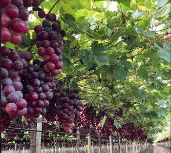 Con técnicas innovadoras y controles