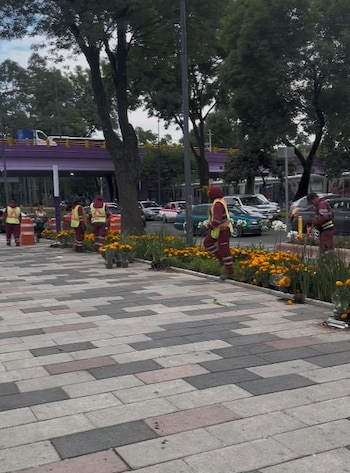 La alcaldía inició trabajos de jardinería en las inmediaciones del Estadio Ciudad de México para mostrar una de las tradiciones más representativas del país. (Foto: Jesús F. Beltrán)