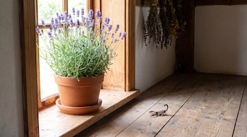 Un alacrán sobre un suelo de tablones de madera, una planta de lavanda en maceta de terracota en un alféizar de ventana con marco de madera.