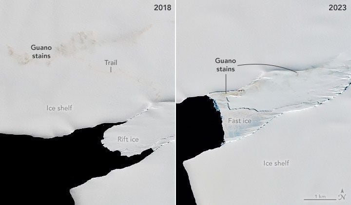 En la colonia SANAE, las manchas de guano muestran cómo los pingüinos emperador cambiaron de sitio de cría entre 2018 y 2023 por las alteraciones del hielo (NASA Earth Observatory/Michala Garrison)