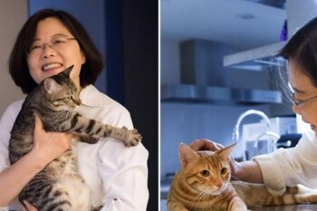 Tsai con sus adorados gatos