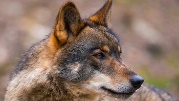 El lobo, el conejo y